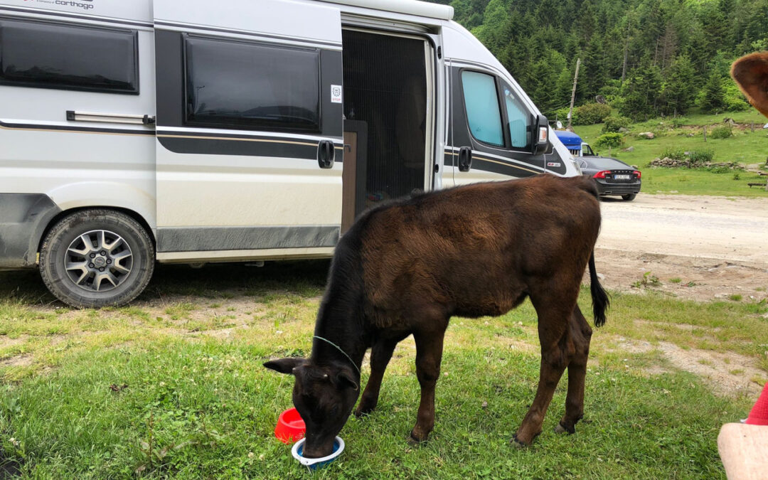 Wie wir unseren Van von Grund auf selbst gebaut haben