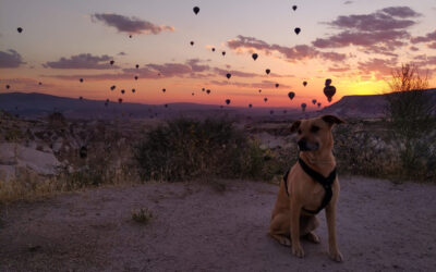 Tierheime, die unsere Herzen erobert haben
